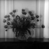 Tulips by Robert Mapplethorpe contemporary artwork photography