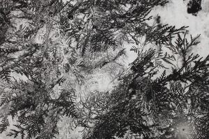 Chen Xiaoyi
