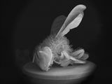 Dead Bee Portrait 13 by Anne Noble contemporary artwork photography