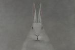 Shao Fan contemporary artist