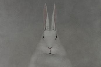 Shao Fan contemporary artist