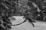 An igapo Jau River Jau National Park state of Amazonas Brazil by Sebastiao Salgado contemporary artwork photography