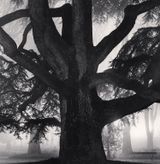 Giant Tree Giardini Pubblici Reggio Emilia Italy by Michael Kenna contemporary artwork photography