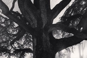 Michael Kenna