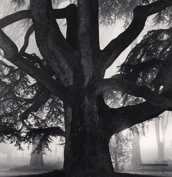 Giant Tree Giardini Pubblici Reggio Emilia Italy by Michael Kenna contemporary artwork Photography