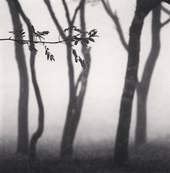 Chikui Cape Trees Muroran Hokkaido Japan by Michael Kenna contemporary artwork Photography