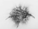 PSC-DS 6 by Faisal Samra contemporary artwork drawing works on paper