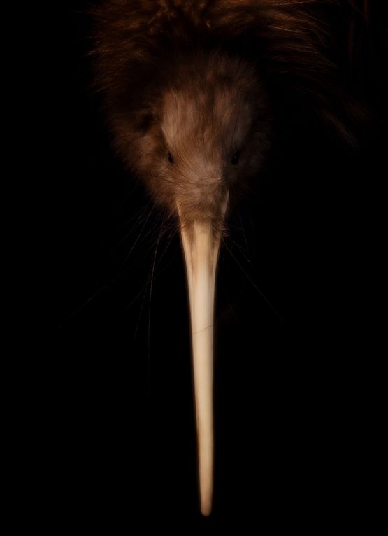 Te Rapurapu Kiwi South Canterbury Museum by Fiona Pardington contemporary artwork Works on Paper
