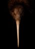 Te Rapurapu Kiwi South Canterbury Museum by Fiona Pardington contemporary artwork Works on Paper