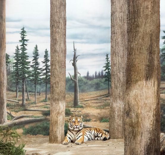 Tiger and forest by Eric Pillot contemporary artwork Photography