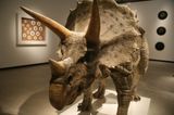Triceratops by Sun Yuan  Peng Yu contemporary artwork sculpture