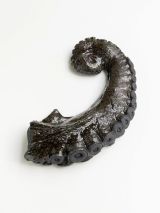 Untitled ref Oktopusarm JK3 by David Zink Yi contemporary artwork sculpture