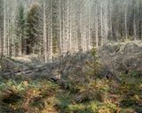 Ubern Wald 7 by Peter Bialobrzeski contemporary artwork print