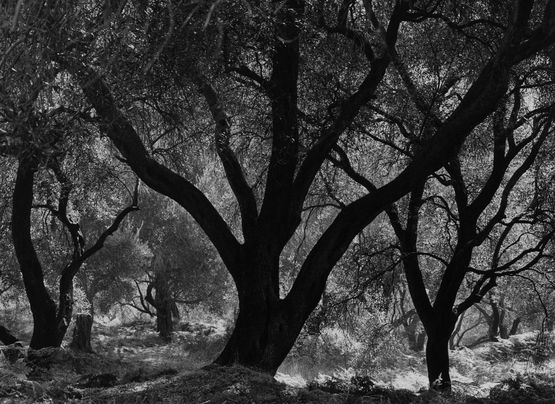 Korfu Griechenland by Barbara Klemm contemporary artwork Photography