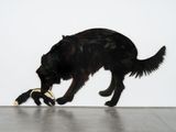 Ezra and the Skunk by Jessie Homer French contemporary artwork painting
