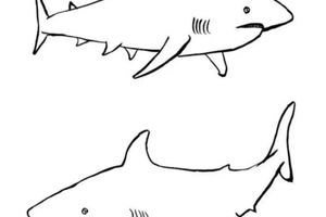 David Shrigley