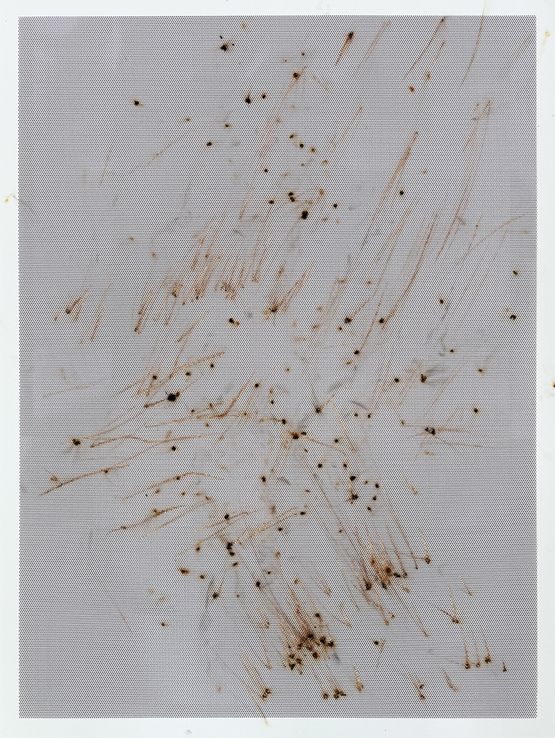 Honeycomb IV by Thomas Wachholz contemporary artwork Works on Paper