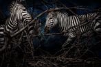 Equus zebra hartmannae Namibia by Mario Testino contemporary artwork Photography