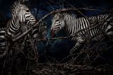 Equus zebra hartmannae Namibia by Mario Testino contemporary artwork photography