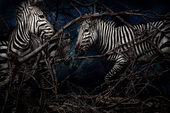 Equus zebra hartmannae Namibia by Mario Testino contemporary artwork Photography