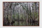 Untitled 9 Swamps by Catherine Opie contemporary artwork Print