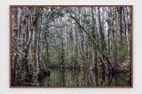 Untitled 9 Swamps by Catherine Opie contemporary artwork print