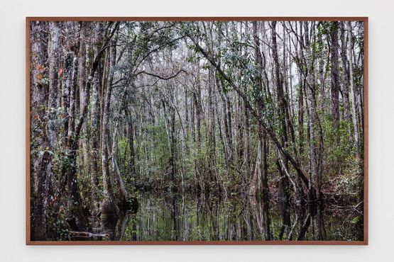 Untitled 9 Swamps by Catherine Opie contemporary artwork Print