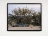 Roost by Joyce Campbell contemporary artwork print