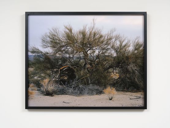Roost by Joyce Campbell contemporary artwork Print