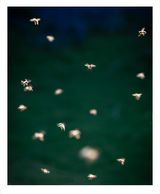 Song Sting Swarm 17 by Anne Noble contemporary artwork photography
