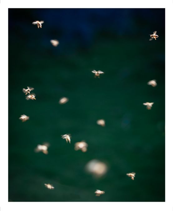 Song Sting Swarm 17 by Anne Noble contemporary artwork Photography