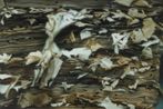 Chinese Library No. 36 by Xie Xiaoze  contemporary artwork Painting