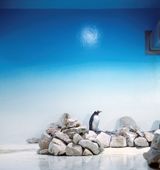 Blue Penguin by Eric Pillot contemporary artwork drawing painting works on paper