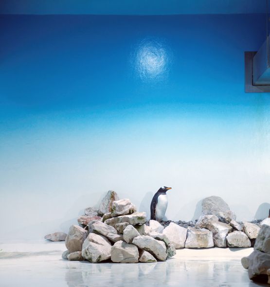 Blue Penguin by Eric Pillot contemporary artwork Painting