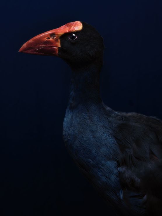 Pukeko South Canterbury Museum by Fiona Pardington contemporary artwork Print