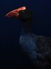 Pukeko South Canterbury Museum by Fiona Pardington contemporary artwork Print