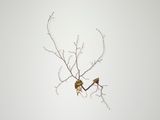 License 4 by Emeric Chantier contemporary artwork sculpture