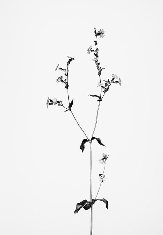 Silene diodica Rote Waldnelke by Peter Mathis contemporary artwork Photography