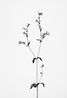 Silene diodica Rote Waldnelke by Peter Mathis contemporary artwork Photography