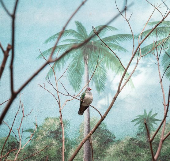 Wompoo fruit dove and palm trees by Eric Pillot contemporary artwork Photography