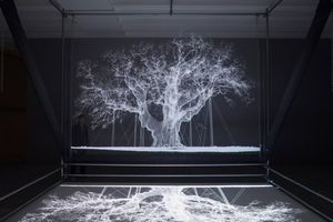 Mat Collishaw