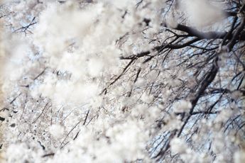 Risaku Suzuki contemporary artist