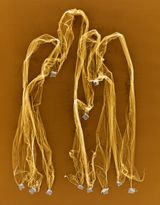 Frauengruppe I by Frank Madler contemporary artwork photography