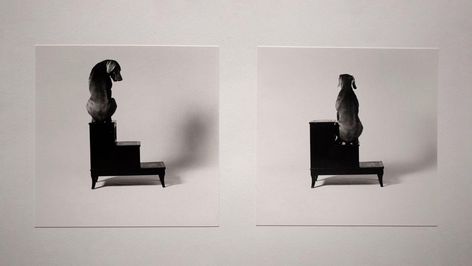WILLIAM WEGMAN