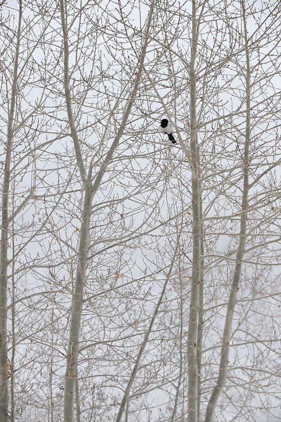 Mr. Magpie by Michel Zoghzoghi contemporary artwork Photography