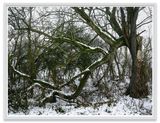 Baum Feldberger Seenlandschaft by Thomas Struth contemporary artwork photography