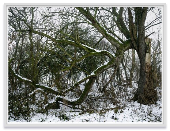 Baum Feldberger Seenlandschaft by Thomas Struth contemporary artwork Photography