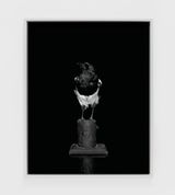 Magpie Camera I by Sarah Jones contemporary artwork photography