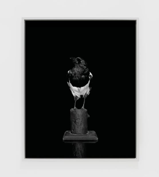 Magpie Camera I by Sarah Jones contemporary artwork Photography