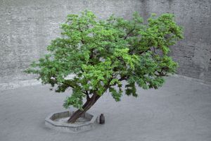 Shen Wei